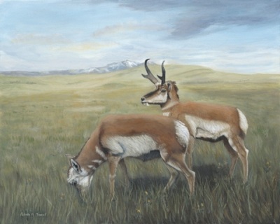 pronghorn antelope, prairie scene, rocky mountains