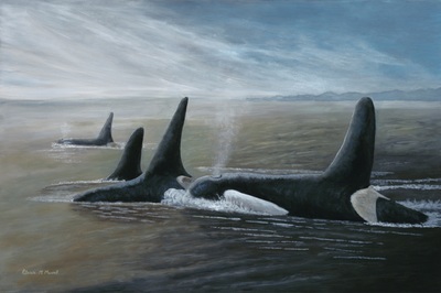 orca pod, killer whales, ocean scene, sea and sky