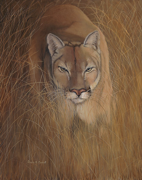 Cougar, Puma, Mountain Lion, Big Cats, grassland scene,