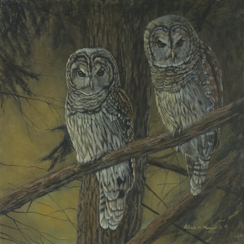 Barred Owls, Owl, Night Scene, Forest,
