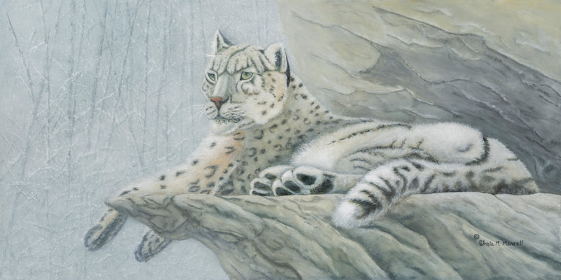 Snow Leopard, leopards, big cats, animals, wildlife, 
