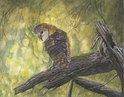 Barn Owl, owl, bird of prey, treetop scene, 