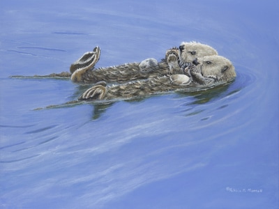 Sea Otters, otters, water scene, floating otters,