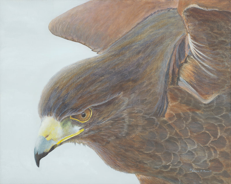 Harris Hawk, hawk, bird of prey, portrait of hawk readying for flight,