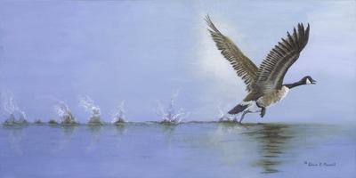 Canada Goose, goose taking off, water scene, water splashes,