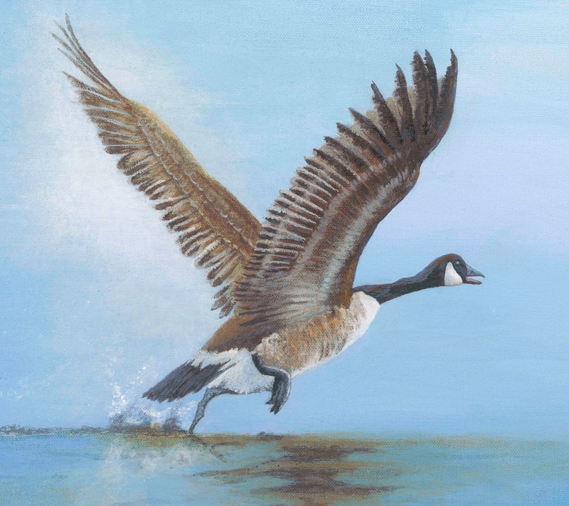 Canada Goose, goose taking off, water scene, water splashes,