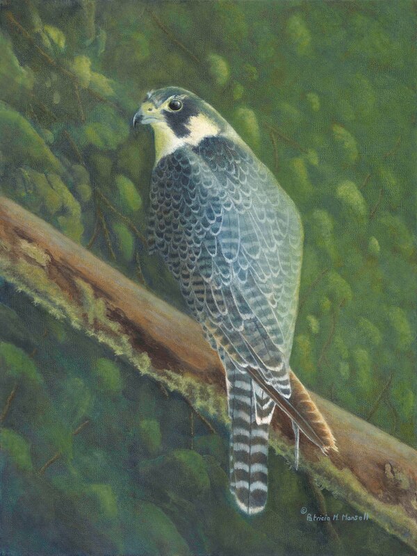 Peregrine Falcon, falcon, treetop scene, bird of prey