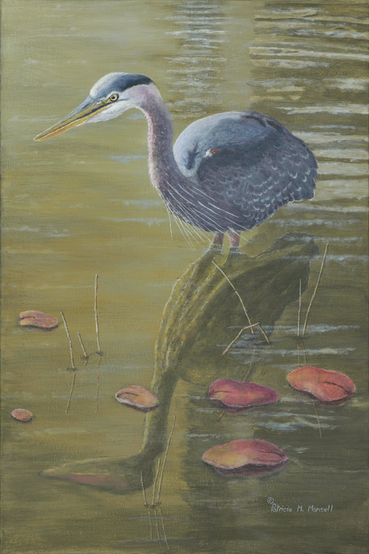 Great Blue Heron, heron, water scene with water lillies, reflection,