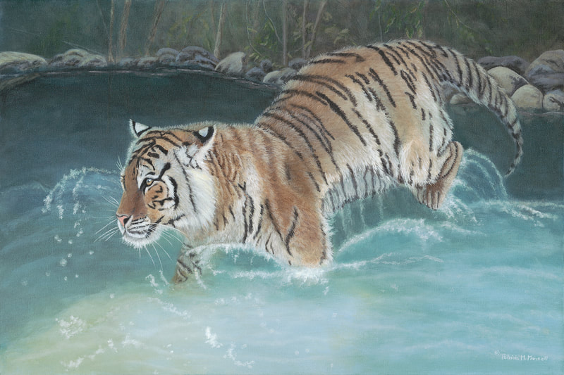 Siberian Tiger, tiger pouncing through water, water scene, big cat,