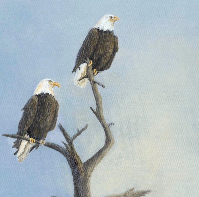 Bald Eagles, eagles, perched in tree, background of sky, misted out