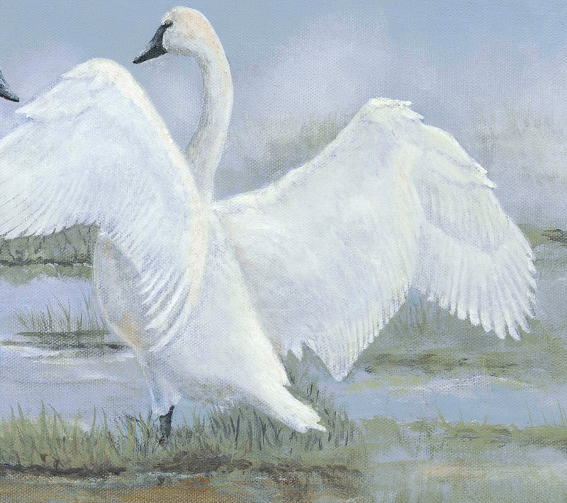 Trumpeter Swans, swans, marsh scene, swan beating wings,