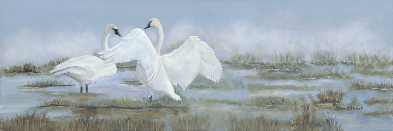 Trumpeter Swans, swans, marsh scene, swan beating wings,