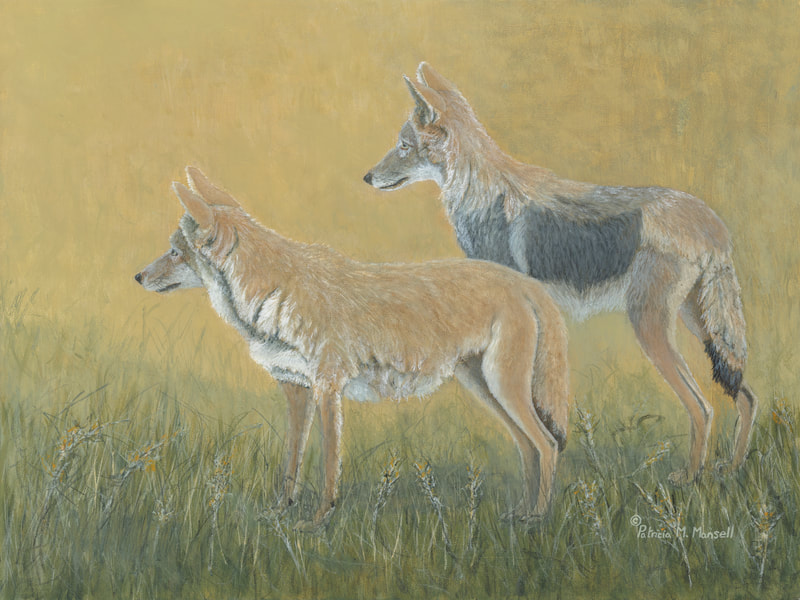 coyote, wildlife, animals, north american wildlife