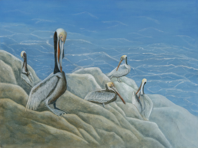 Brown Pelicans, Pelicans, shore birds, birds, animals, wildlife, north american wildlife, 